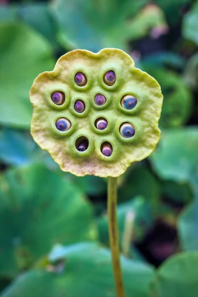 Lotus Zaad Lelie Geplant Het Water Zoek Als Een Oog — Stockfoto