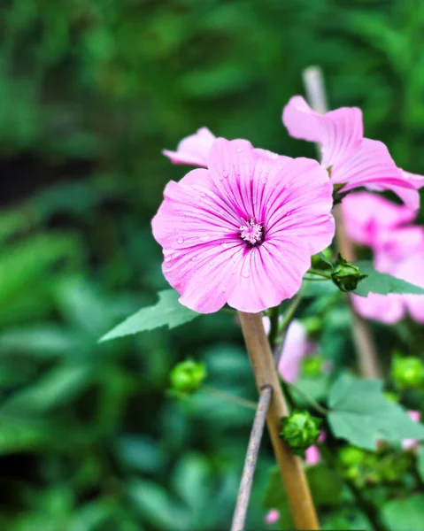 Κοντινό Πλάνο Του Hibiscus Moscheutos Τριαντάφυλλο Μολόχα Τριαντάφυλλο Μολόχα Crimsoneyed — Φωτογραφία Αρχείου