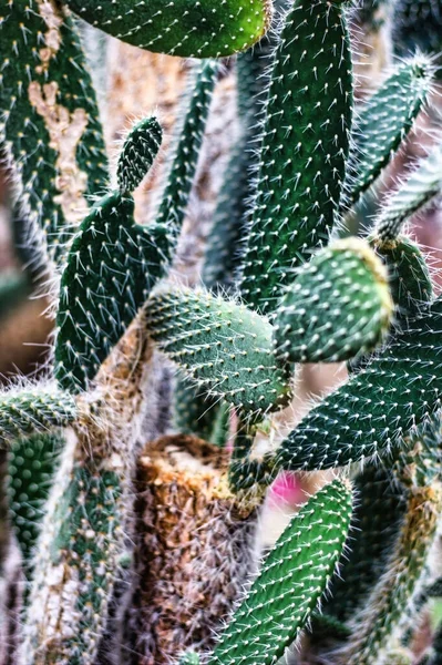 Kolekcja Kaktusów Lub Soczystych Zielonych Roślin Makro Fotografii Abstrakcyjny Naturalny — Zdjęcie stockowe