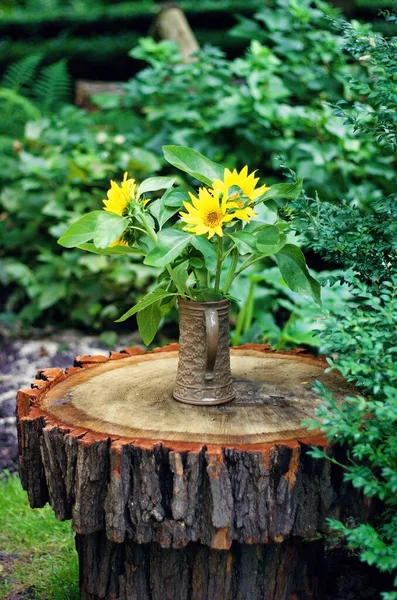 Fotografia Pospolitego Słonecznika Helianthus Annuus Zabytkowej Doniczce Drewnianej Belce Przeciw — Zdjęcie stockowe