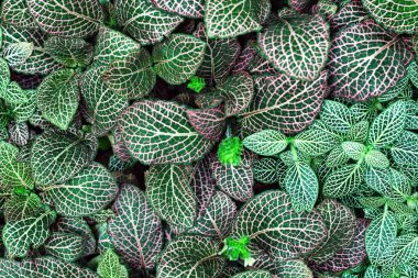 Fittonia Albivenis 'in karmaşık geometrik desenli yaprakları. Doğada güzellik.