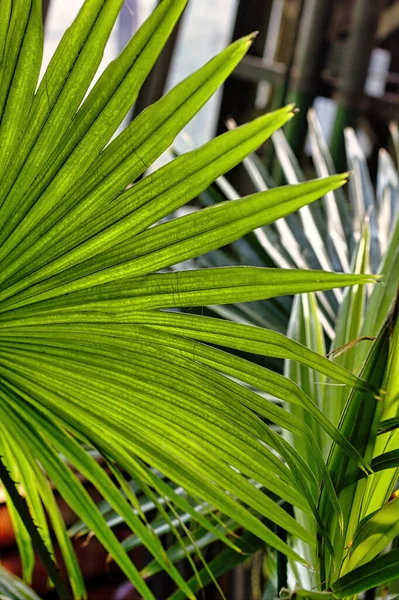 Słoneczny Liść Australijskiej Palmy Kapustnej Livistona Australis Tło Tropikalne — Zdjęcie stockowe