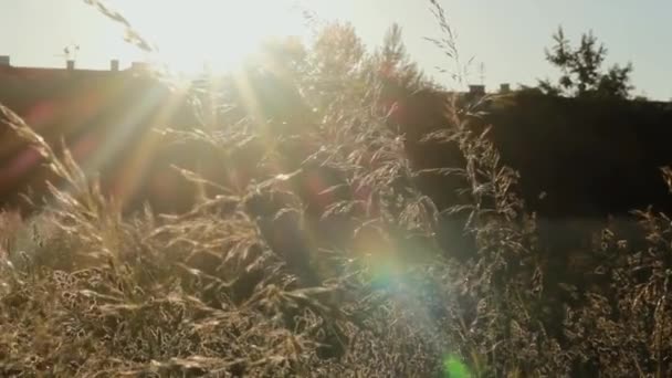 Brachliegender Boden Mit Trockenem Gras Auf Ackerland Gegen Grelles Sonnenlicht — Stockvideo