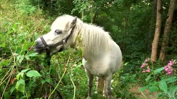 Vista Sulla Campagna Cavallo Bianco Pascolo Erba Campo Verde Che — Video Stock