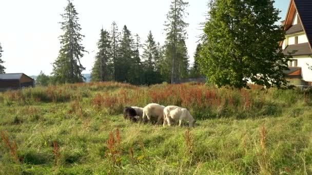 Mandria Pecore Montagna Sulla Collina Estate Zakopane Polonia — Video Stock