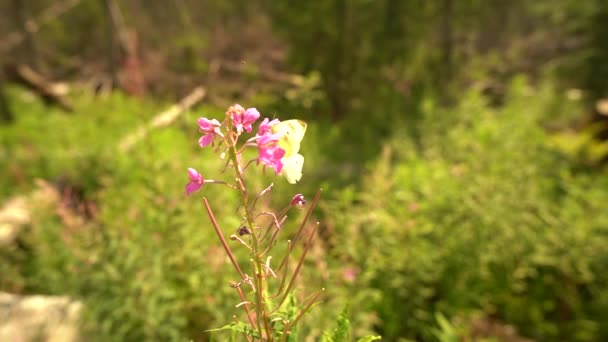 Kwiaty Otoczone Zielenią Letni Liliowy Żółty Latający Motyl Słoneczny Letni — Wideo stockowe