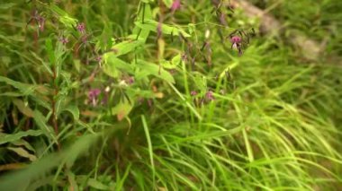 Yaban arısının yavaşça yaklaşması yeşillik ve çiçeklerin etrafında uçması, 4k ilkbaharında tozlaşma süreci.