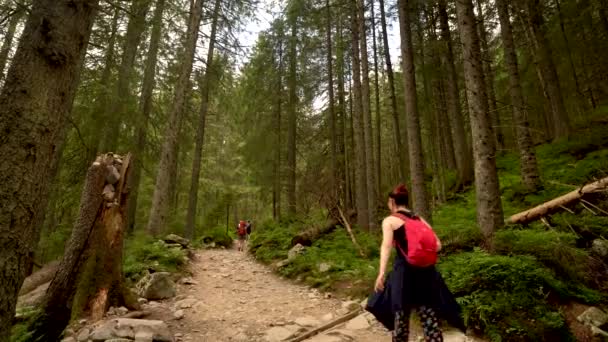 ヨーロッパの女の子や女性は 山の中に高い木がある森の真ん中に袋パックでハイキングやトレッキングのための岩の道をハイキングします 森の中のアドベンチャーライフスタイルのコンセプト — ストック動画