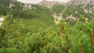Yaz mevsiminde Yüksek Tatra Dağları 'nın çekimleri, Güney Polonya, Avrupa' da yaz mevsiminde yer alan çam çalılarının arasından görülür.