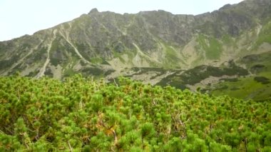 Yüksek Tatra Dağları, Beş Polonya Gölet Vadisi Dolina Pieciu Stawow Polskich Sonbaharda, çam çalılarının arasından görülüyor