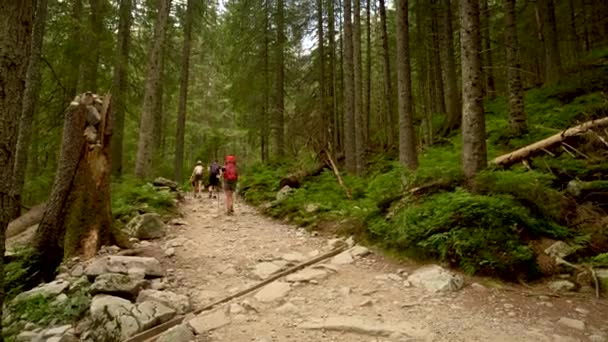 夏の日に岩の道に緑の森の中で大規模なバックパックや北欧やトレッキングポールを持つ女性ハイカー 森の中で女性だけでハイキング — ストック動画