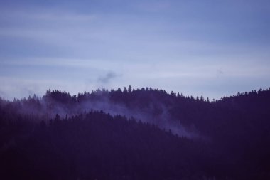 Polonya 'nın güneyindeki yoğun çam ağacıyla kaplı dağ solgun bir gökyüzünün altında yumuşak bir sabah sisiyle kaplanmış, dingin doğal güzelliği sergiliyor..