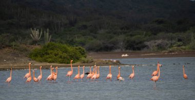 Karayip adası Curacao 'nun manzarası