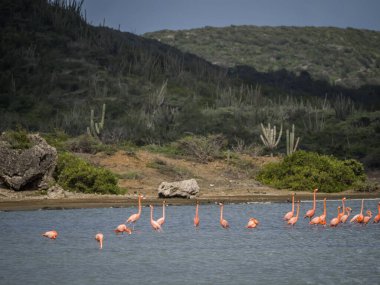 Karayip adası Curacao 'nun manzarası