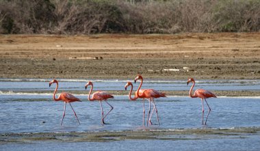 Karayip adası Curacao 'nun manzarası