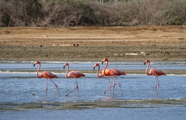 Karayip adası Curacao 'nun manzarası