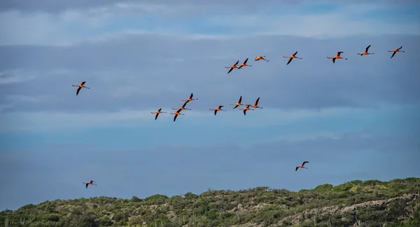 Utsikt Över Den Karibiska Curacao — Stockfoto