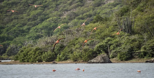 Utsikt Øya Curacao Karibia – stockfoto