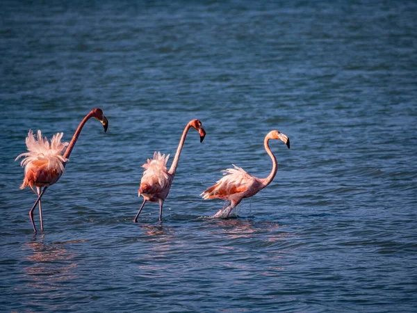 Ansichten Rund Die Karibikinsel Curacao — Stockfoto