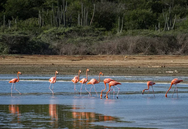 Kilátás Karib Tenger Szigetén Curacao — Stock Fotó