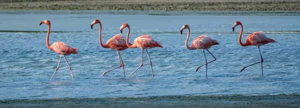 Karayip Adası Curacao Nun Manzarası — Stok fotoğraf