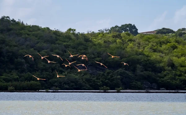 Utsikt Øya Curacao Karibia – stockfoto