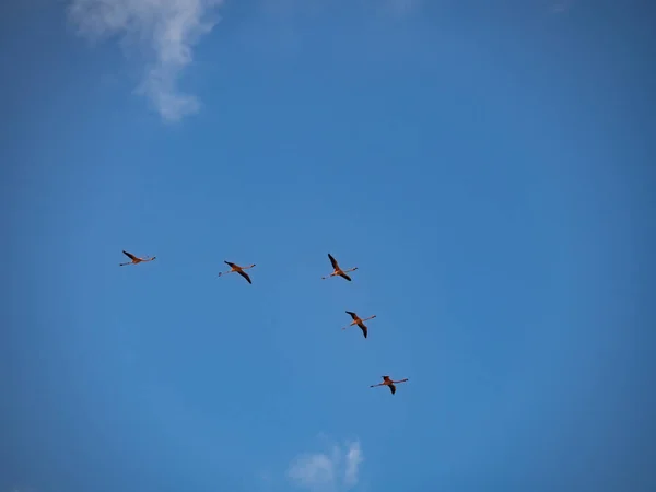 Utsikt Över Den Karibiska Curacao — Stockfoto