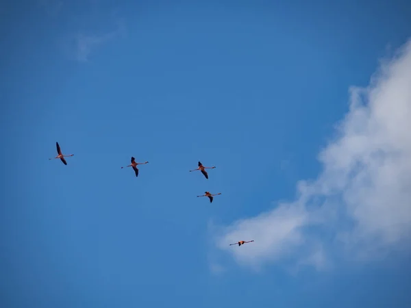 Utsikt Över Den Karibiska Curacao — Stockfoto