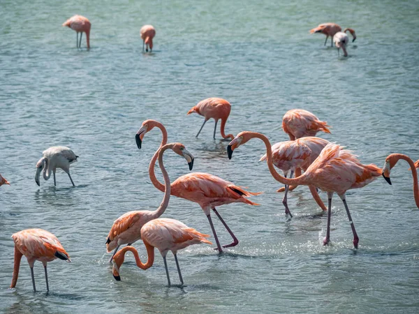 Vues Autour Île Caribéenne Curaçao — Photo