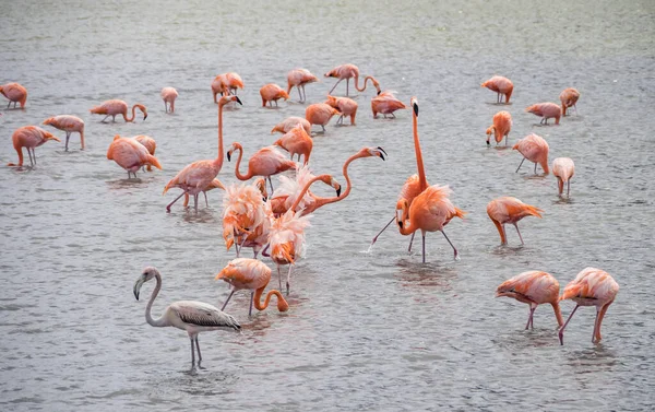 Výhled Karibský Ostrov Curacao — Stock fotografie