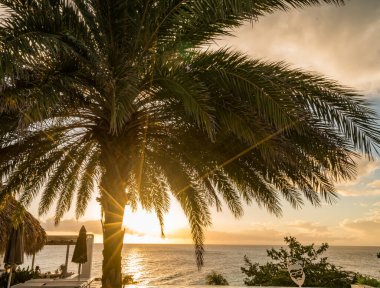 Palmiye ağaçları olan güzel tropikal plaj  