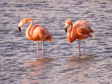 Suda pembe flamingolar