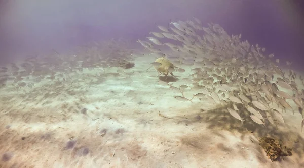 Bella Vista Subacquea Nel Mare — Foto Stock