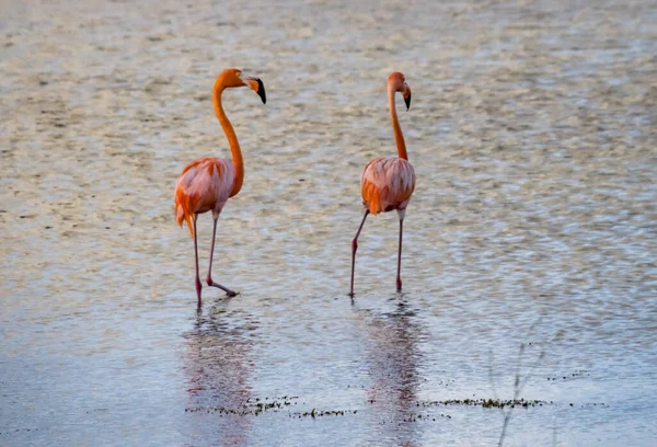 Rózsaszín Flamingók Vízben — Stock Fotó