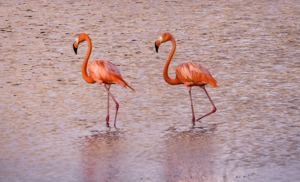 Рожеві Фламінго Воді — стокове фото
