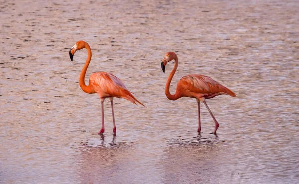 Rosafarbene Flamingos Wasser — Stockfoto