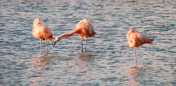 Rózsaszín Flamingók Vízben — Stock Fotó