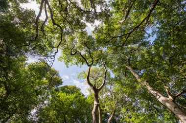 Ormanda yeşil ağaçlar