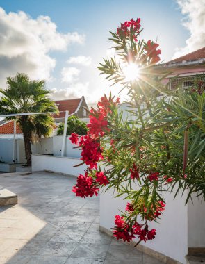 Bahçedeki güzel çiçekler