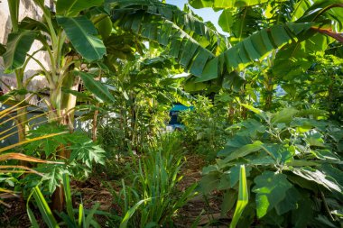 Bahçedeki ağacın yeşil yaprakları