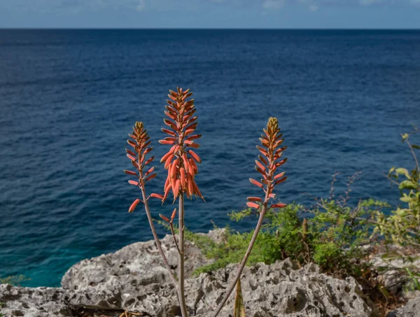 Krásné Pobřeží Curacaa — Stock fotografie