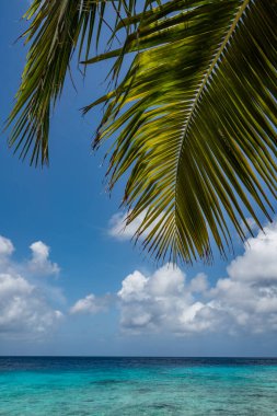 Palmiye ağaçları ve mavi gökyüzü olan güzel tropikal plaj