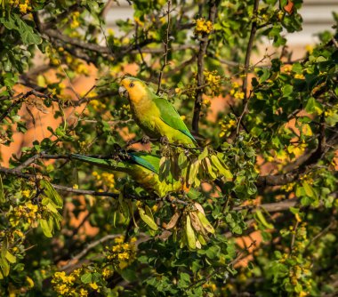 Ormanda bir daldaki kuş.