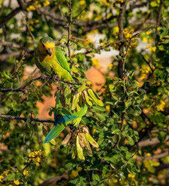 Ormanda bir daldaki kuş.