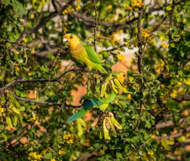 Ormanda bir daldaki kuş.