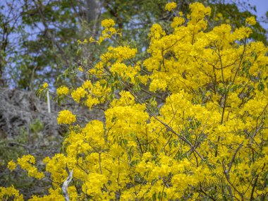 Bahçedeki sarı çiçekler