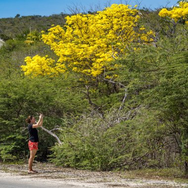 Karayipler 'in Bonaire Adası' nın manzarası