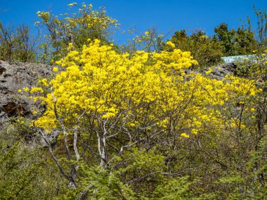Güzel botanik fotoğrafı, doğal duvar kağıdı.
