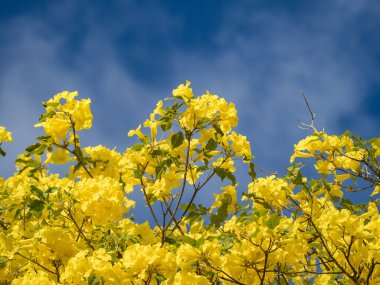 Bahçedeki sarı çiçekler