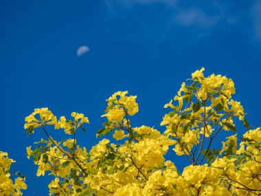 Mavi bir arka planda sarı çiçekler